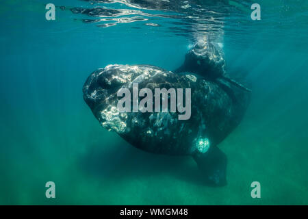 Baleine franche australe, Eubalaena australis, et son petit protégé dans les eaux peu profondes du golfe Nuevo, la Péninsule de Valdès, l'Argentine. Banque D'Images