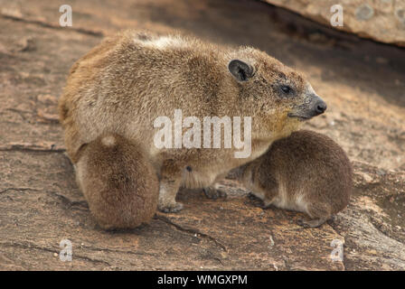 Hyrax une avec deux petits, assis sur un rocher Banque D'Images