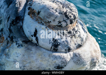 Baleine franche australe, Eubalaena australis, violer dans le golfe Nuevo, la Péninsule de Valdès, l'Argentine. Banque D'Images