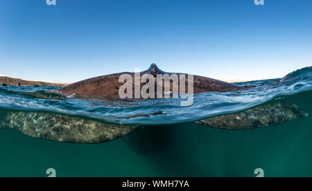 Close up vue fractionnée de la dérive d'un adulte, baleine australe Eubalaena australis, golfe Nuevo, la Péninsule de Valdès, l'Argentine. Banque D'Images