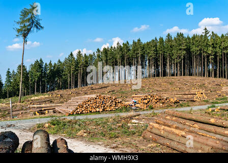 En raison des dommages causés aux forêts arbres déboisées à Eichkopf dans le Taunus près de Sandplacken. Banque D'Images