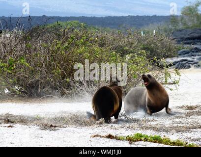 Les lions de mer deux combats dans les îles Galapagos Banque D'Images