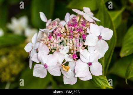 Hydrangea macrophylla 'Veitchii. Banque D'Images