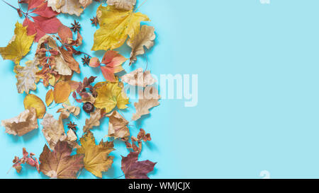 Les feuilles colorées sur bleu. L'automne à une composition. Motif de l'automne. Vue d'en haut. Mise à plat de style. L'espace pour le texte. Bannière. Banque D'Images