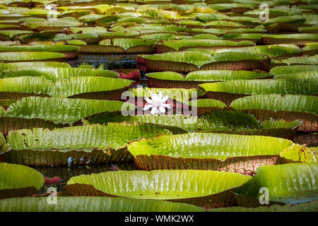 Nénuphar géant Banque D'Images