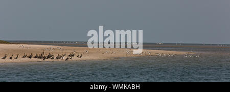 Parc national du banc d'Arguin, Mauritanie Banque D'Images