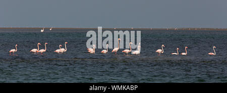 Parc national du banc d'Arguin, Mauritanie Banque D'Images