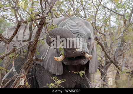 Elephant en mangeant des fruits de l'arbre marula dans kruger park south africa détail Banque D'Images