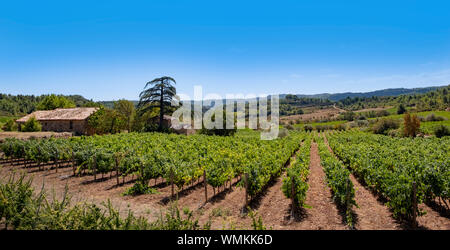 Vignoble près de Saint Chinian, Languedoc, France. Banque D'Images