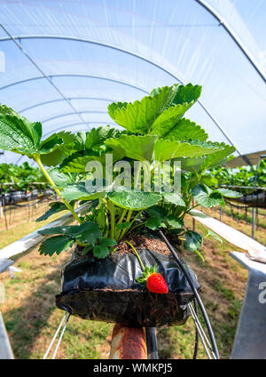 De plus en plus sur les fraises strawberry farm dans polytunnel UK Banque D'Images