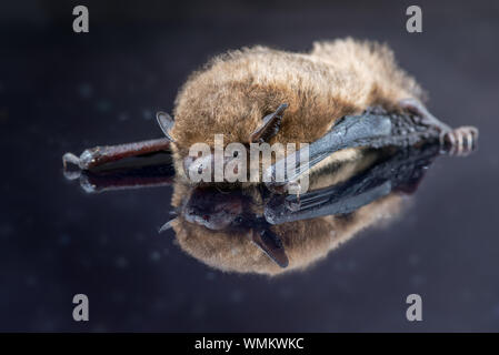 Soprano pipistrelle bat reflétée Banque D'Images