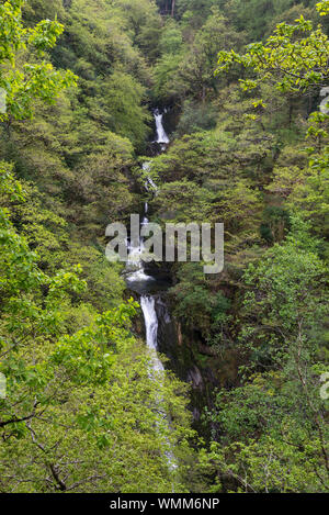 Devil's Bridge Falls, au Pays de Galles. Une attraction touristique bien connue près de Aberystwyth au milieu du Pays de Galles. Banque D'Images