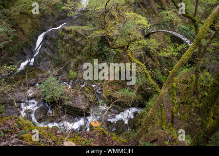 Devil's Bridge Falls, au Pays de Galles. Une attraction touristique bien connue près de Aberystwyth au milieu du Pays de Galles. Banque D'Images