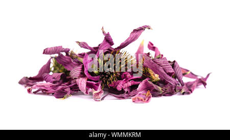 Fleurs séchées l'échinacée, isolé sur fond blanc. Herbes médicinales. Banque D'Images