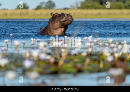 Hippopotame dans l'eau avec des nénuphars dans l'avant-plan Banque D'Images