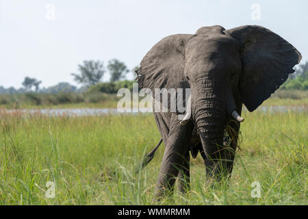 Un éléphant se nourrit d'herbes dans un marais dans le Delta de l'Okavango Banque D'Images