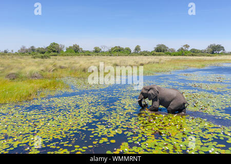 Lors d'une journée ensoleillée, un éléphant traverse une rivière au Botswana