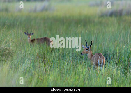 Tôt le matin, deux antilopes se tenir au milieu de hautes herbes vertes Banque D'Images