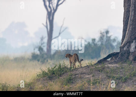 Un guépard veille sur les environs d'un monticule de terre Banque D'Images