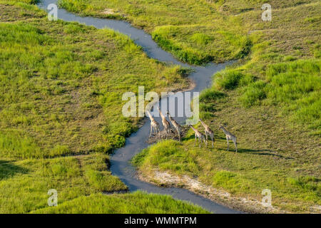 Vue aérienne d'un groupe de girafes se préparant à traverser une rivière Banque D'Images