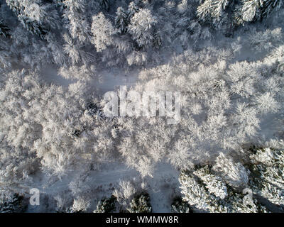 Vue aérienne d'une forêt de conifères couverts de neige Banque D'Images