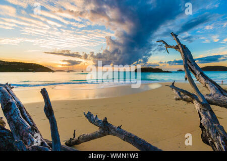 Coucher du soleil doré sur bois flotté sur une plage de sable à Cinnamon Bay, Saint John, USVI Banque D'Images