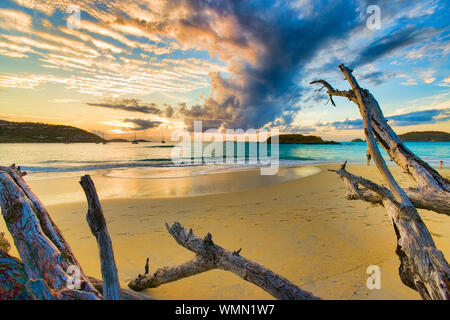 Coucher du soleil doré sur bois flotté sur une plage de sable à Cinnamon Bay, Saint John, USVI Banque D'Images