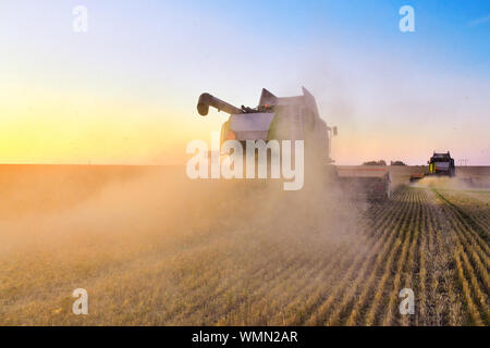 Les récoltes de blé mûr de moissonneuse-batteuse. Les oreilles d'or domaine mûr Banque D'Images