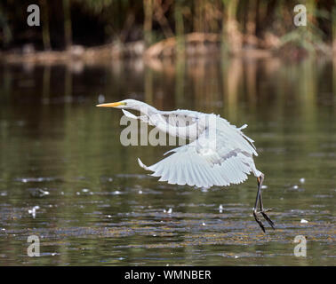 Grande Aigrette pour atterrir sur un lac. Molesey Heath, West Molesey, Surrey, UK. Banque D'Images