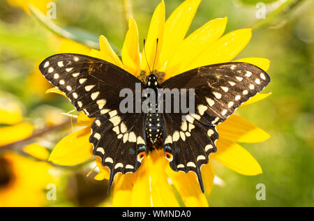 Pleine vue dorsale d'ouvrir l'ailes d'un papillon noir sur un tournesol indigène en matin radieux soleil Banque D'Images