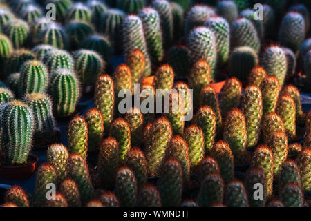 Beaucoup de beau vert éclatant petit cactus en pots de fleur en fleur texture pattern shop pour le fond d'écran. Banque D'Images