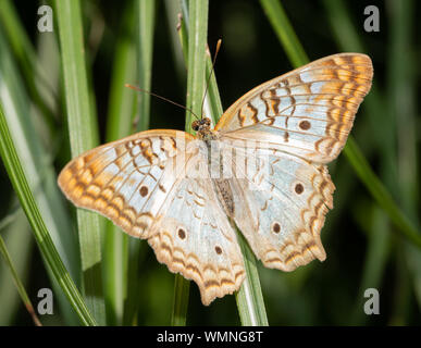 Vue dorsale d'un papillon Paon blanc reposant sur un brin d'herbe Banque D'Images