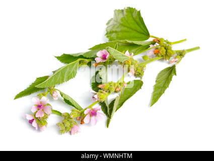 Althea officinalis fleurs isolé sur fond blanc. Banque D'Images