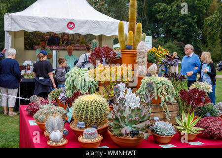 Affichage des cactées et plantes grasses à un stand au mois de septembre 2019 La fleur de Jardin Wisley RHS Garden Show à Wisley, Surrey, au sud-est de l'Angleterre Banque D'Images