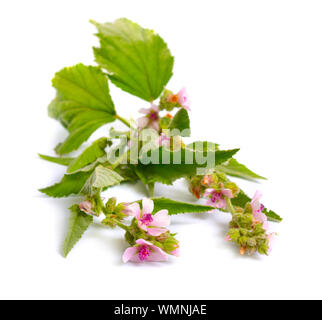 Althea officinalis fleurs isolé sur fond blanc. Banque D'Images