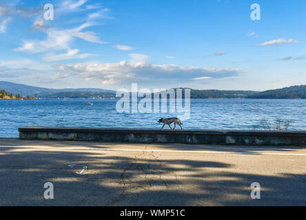 Un chien marche solitaire sur une corniche le long de la côte du lac de Coeur d'Alene, Idaho Banque D'Images