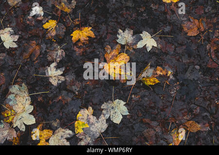 Les feuilles d'automne dynamique sur le sol de la forêt brune Banque D'Images