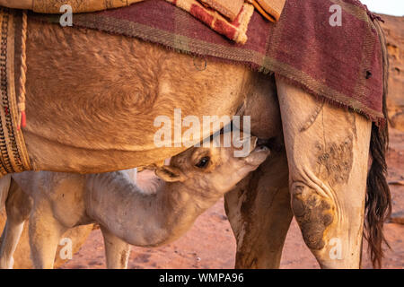 Bébé chameau de la mère de soins infirmiers au lever du soleil dans le désert de Wadi Rum. Banque D'Images