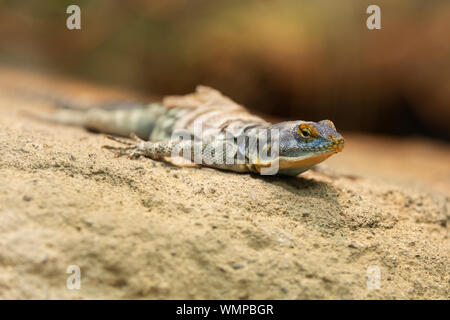 Un lézard de roche bleu Baja (Petrosaurus thalassinus) reposant sur un rebord rocailleux, couché au soleil. Ce reptile est originaire de la Basse-Californie au Mexique. Banque D'Images