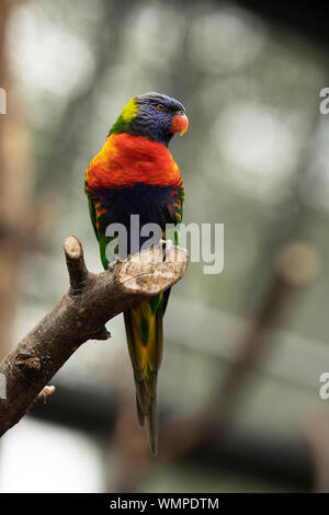 Un Lorikeet arc-en-ciel (Trichoglossus moluccanus), une espèce de perroquet de la superfamille Psittacoïdea, originaire d'Australie, perchée sur une branche d'arbre. Banque D'Images