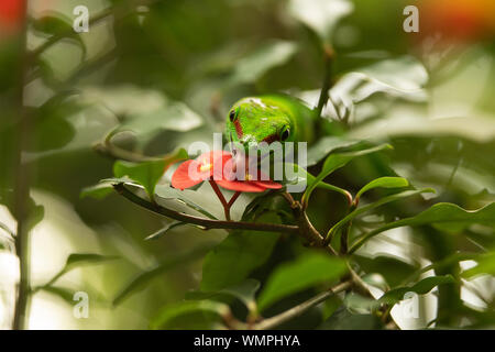 A Phelsuma grandis, souvent appelé gecko de jour géant de Madagascar, l'eau potable d'une couronne rouge de fleurs d'épines (Euphorbia milii). Banque D'Images