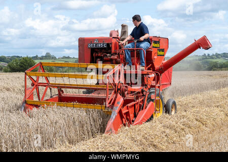 Haselbury Plucknett.Somerset.Royaume-Uni.18 août 2019.Un vintage à la moissonneuse-batteuse est la récolte du blé à un événement d'agriculture d'hier Banque D'Images