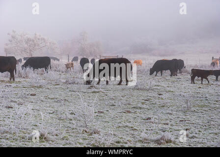 Un mélange de Black Angus et le pâturage des vaches rouges sur un pâturage qui est couvert par le gel brouillard avec une très vague colline dans l'arrière-plan Banque D'Images