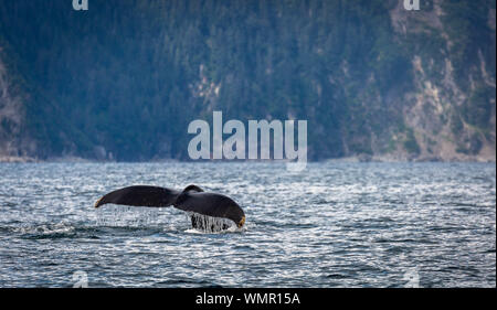 Queue de baleine à bosse dans la baie de la résurrection, de l'Alaska Banque D'Images