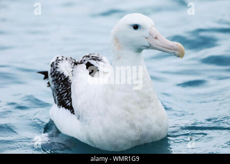 Une Gibson, Diomedea exulans Albatros Banque D'Images