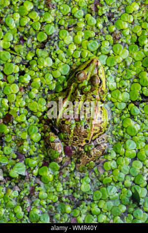 Grenouille comestible / eau commun grenouille / grenouille verte (Pelophylax kl. esculentus / Rana esculenta) dans l'étang couvert de lentilles d'eau Banque D'Images