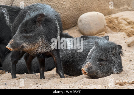 Pécari à collier (Pecari tajacu / javelinas / Sus tajacu) groupe reposant dans désert, originaire d'Amérique du Nord, Amérique Centrale et Amérique du Sud Banque D'Images