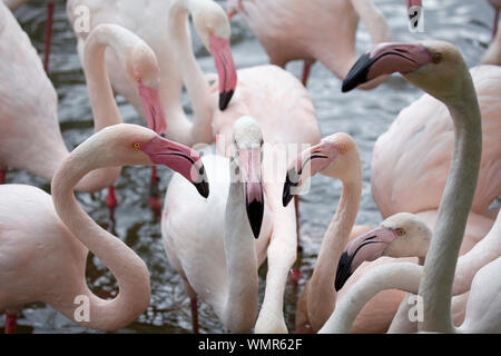 Plus de flamants roses Banque D'Images