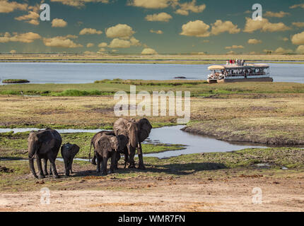 Au nord du Botswana, Chobe, troupeau d'éléphants marchant dans la brousse près de l'eau avec un bateau de touristes Banque D'Images