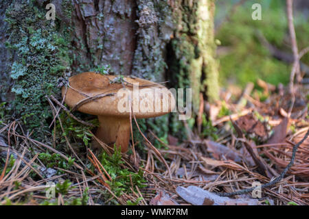 Milkcap barbu champignons près de pine tree trunk Banque D'Images